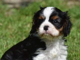 Réservation de chiots Cavaliers King Charles (LOF)