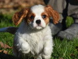Réservation de chiots Cavaliers King Charles (LOF)