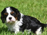Réservation de chiots Cavaliers King Charles (LOF)