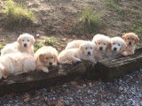 À réserver : un chiot Golden Retriever mâle au pelage beige (LOF)