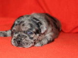 5 chiots Bouledogues Français (non-LOF) à réserver