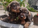 &Agrave; vendre : deux chiots Teckels m&acirc;les (LOF) marron et fauve