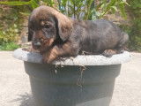&Agrave; vendre : deux chiots Teckels m&acirc;les (LOF) marron et fauve