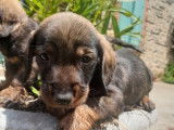 &Agrave; vendre : deux chiots Teckels m&acirc;les (LOF) marron et fauve