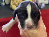 Chiots Springer Anglais LOF à vendre