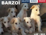 Femelle Barzo&iuml; L&eacute;vrier Russe &agrave; vendre