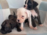 Rare chiot mâle boxer lof yeux verts /gris