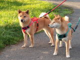 Chiots de type Shiba Inu à vendre (1 femelle & 2 mâles)