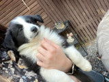 Chiots de race Border Collie &agrave; vendre (1 femelle & 3 m&acirc;les)