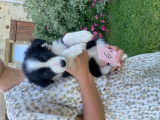 Chiots Border Collie à poil long à vendre