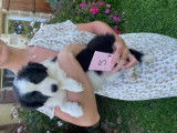 Chiots Border Collie à poil long à vendre