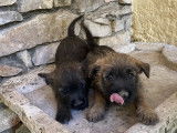 Chiots Cairn Terrier à vendre