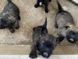 Chiots Cairn Terrier à vendre