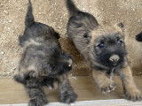 Chiots Cairn Terrier à vendre