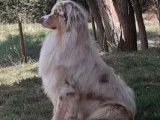 Berger Australien rouge merle pour saillie