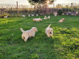 Chiots Labrador sable élevés en famille à vendre