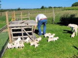 Chiots Labrador sable élevés en famille à vendre