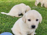 Chiots Labrador sable élevés en famille à vendre