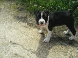 Chiots de race American Staffordshire Terrier à vendre (1 femelle & 1 mâle)