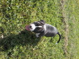 Chiots de race American Staffordshire Terrier à vendre (1 femelle & 1 mâle)