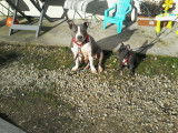 Chiots de race American Staffordshire Terrier à vendre (1 femelle & 1 mâle)