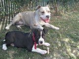 Chiots de race American Staffordshire Terrier à vendre (1 femelle & 1 mâle)