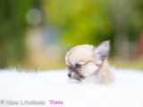 Femelle Chihuahua rouge à poil long à vendre