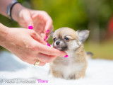 Femelle Chihuahua rouge à poil long à vendre