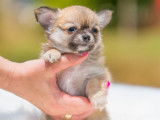 Femelle Chihuahua rouge à poil long à vendre