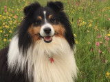 De race Berger des Shetland disponible pour saillie