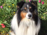 De race Berger des Shetland disponible pour saillie