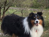 De race Berger des Shetland disponible pour saillie