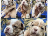 American Bully petit pocket à vendre