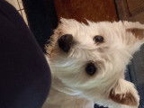 De type West Highland White Terrier disponible pour saillie