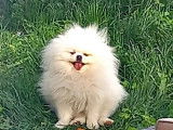 De race Loulou de Poméranie disponible pour saillie