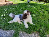 Shih Tzu disponible pour saillie