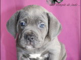 Disponible chiots Cane Corso LOF