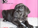 Disponible chiots Cane Corso LOF