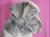Disponible chiots Cane Corso LOF