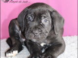 Disponible chiots Cane Corso LOF