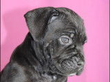 Disponible chiots Cane Corso LOF