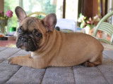 Chiots Bouledogues Français LOF à vendre