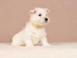 Chiots Westie (César)