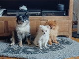 Irr&eacute;sistibles chiots Spitz Allemands pedigree NVBK : une femelle et un m&acirc;le disponibles