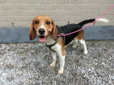 Vigoureux chien adulte Beagle non LOSH mérite un maître sportif