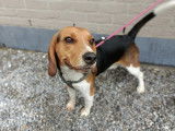 Vigoureux chien adulte Beagle non LOSH mérite un maître sportif