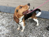 Vigoureux chien adulte Beagle non LOSH mérite un maître sportif