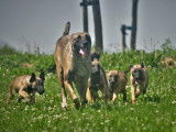 Robustes chiots Bergers Belges Malinois non LOSH disponibles : trois femelles et six mâles