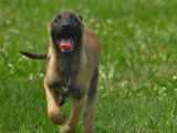 Robustes chiots Bergers Belges Malinois non LOSH disponibles : trois femelles et six mâles