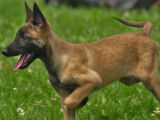 Robustes chiots Bergers Belges Malinois non LOSH disponibles : trois femelles et six mâles